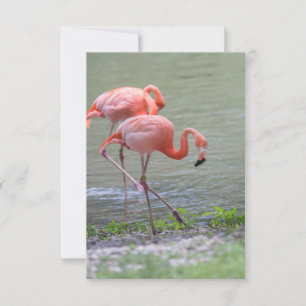 Roze Flamingo Notecard Bedankkaart