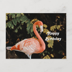 Roze Flamingo Portret Natuurfoto Verjaardag Briefkaart