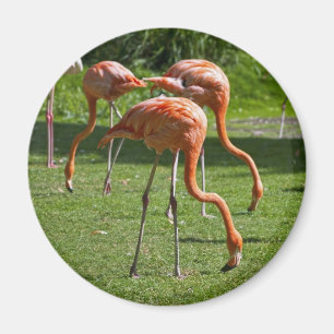Roze Flamingo Portret Tekeneffect Kunst Magneet