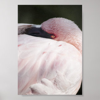 Roze Flamingo Portret Tekeneffect Kunst Poster