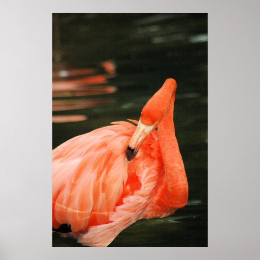 Roze Flamingo Poster (Voorkant)
