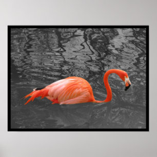 Roze Flamingo Poster