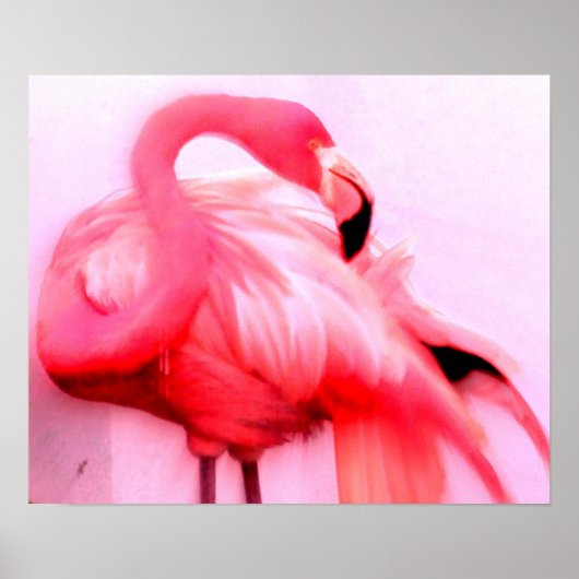 Roze Flamingo Poster (Voorkant)