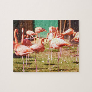 Roze Flamingo Puzzle Legpuzzel