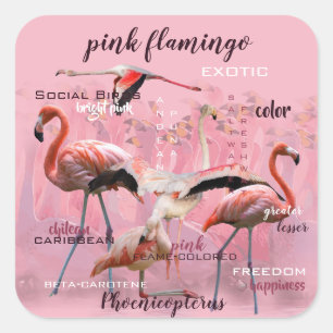 Roze Flamingo Typografie   GEPERSONALISEERD   Vierkante Sticker
