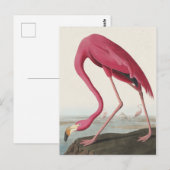 Roze Flamingo uit Amerikaanse vogels Briefkaart (Voorkant / Achterkant)