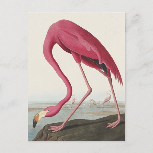 Roze Flamingo uit Amerikaanse vogels Briefkaart (Voorkant)