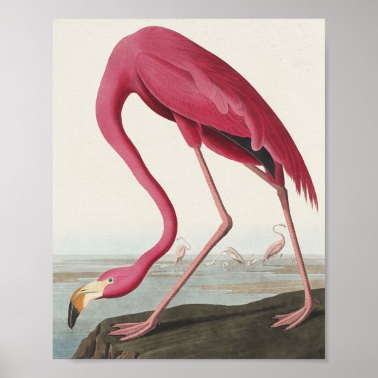 Roze Flamingo uit Amerikaanse vogels Poster (Voorkant)