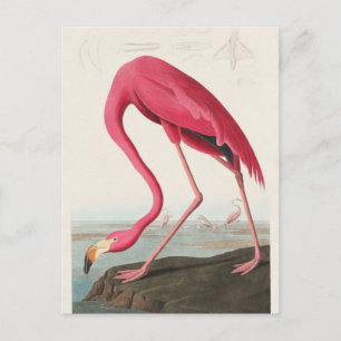 Roze Flamingo uit Birds of America (1827) Briefkaart