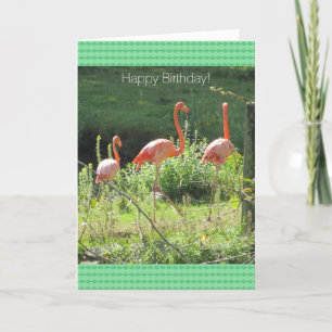 Roze Flamingos Birthday Greetings Kaart