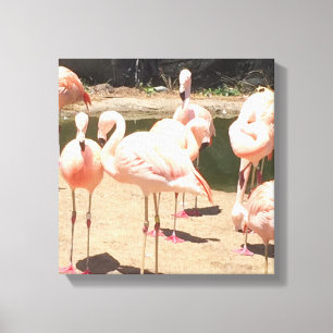 Roze Flamingo's Canvas Afdruk