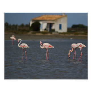 Roze flamingo's in Camargue Perfect Poster