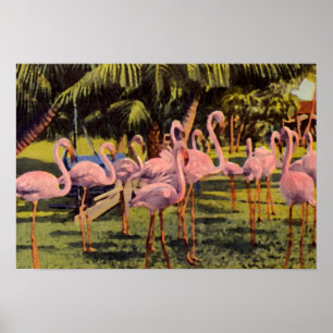 Roze Flamingos in Florida Poster