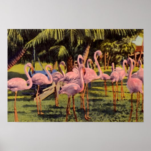 Roze Flamingos in Florida Poster (Voorkant)