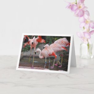 Roze Flamingo's in Water Kaart