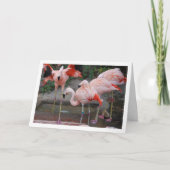 Roze Flamingo's in Water Kaart (Voorkant)