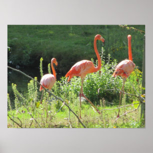 Roze Flamingo's Poster