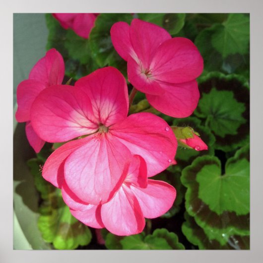 Roze Floral fotografie Poster (Voorkant)