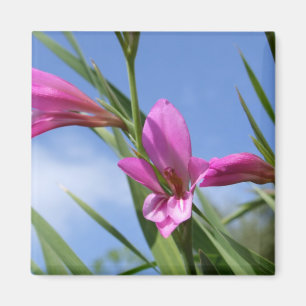 Roze Flowers Scene Magnet Magneet