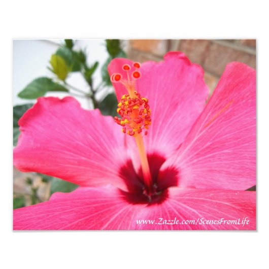 Roze foto van Hibiscus Foto Afdruk (Voorkant)