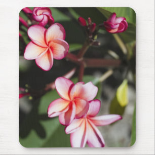 Roze Frangipani Flowers Muismat