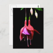 Roze Fuchsia Flower Briefkaart (Voorkant / Achterkant)