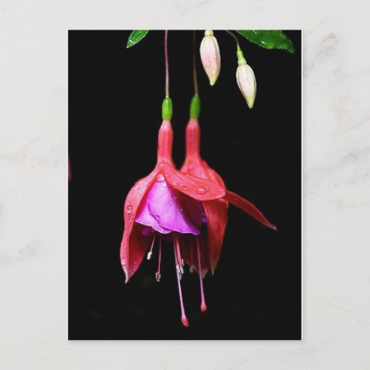 Roze Fuchsia Flower Briefkaart (Voorkant)