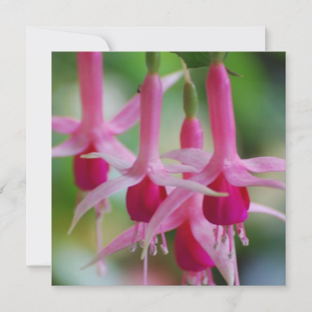  roze fuchsia Flowers (Voorkant)