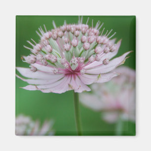 Roze Garden Magnet Magneet