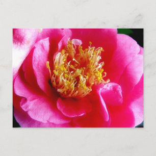 Roze Gardenia Macro Briefkaart