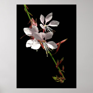 Roze Gaura Flower Poster