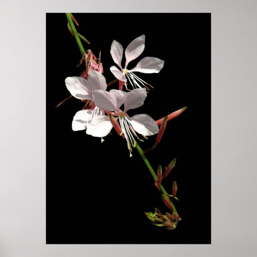 Roze Gaura Flower Poster (Voorkant)