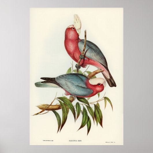 Roze gebrande Cacatua Poster (Voorkant)