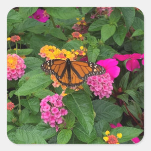 Roze Geel Groen Bloem Lantana met Vlinder Vierkante Sticker