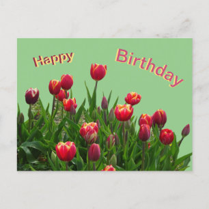Roze Geel Paarse Tulpen Klant. Verjaardagsansichtk Briefkaart