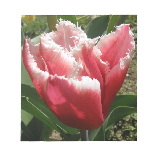 Roze Gefranjerde Tulp Notitieblok (Voorkant)