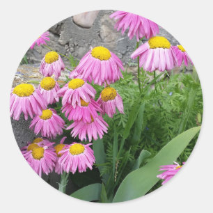Roze gekleurde daisy wild Flowers Natuur foto Ronde Sticker