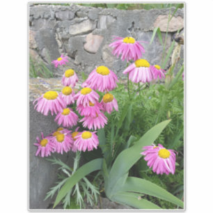 Roze gekleurde daisy wild Flowers Natuur foto Sticker