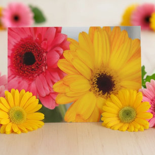Roze Gele Gerbera Daisy Vriendschap Helder Bloemmo Kaart