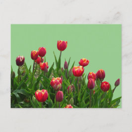 Roze gele Paarse Tulpen Cust.BG DIY Briefkaart