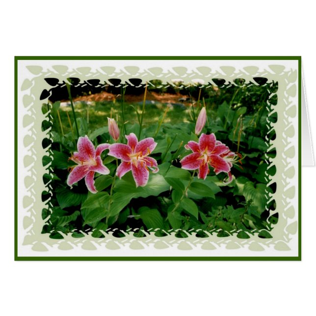 Roze geles (Voorkant Horizontaal)