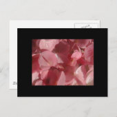 Roze geranium: bijna stevig lichtroze briefkaart (Voorkant / Achterkant)