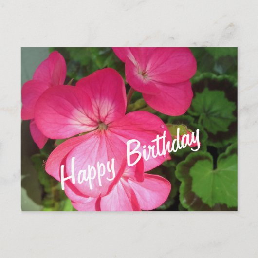 Roze Geranium Birthday Briefkaart (Voorkant)