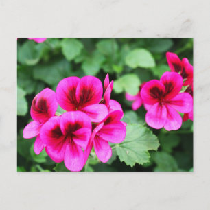 Roze Geranium Briefkaart