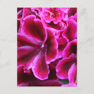 Roze Geranium-foto Briefkaart