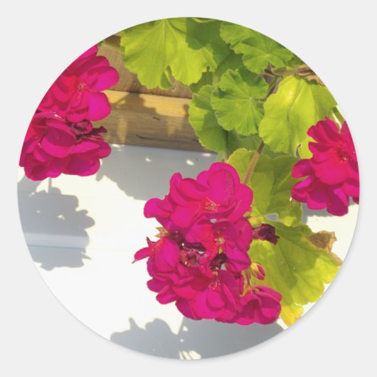 Roze Geranium Ronde Sticker (Voorkant)