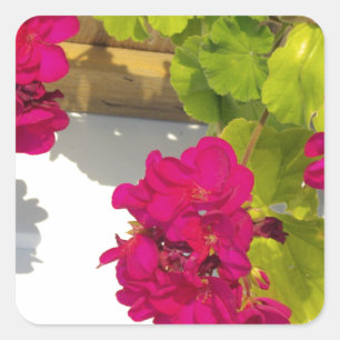 Roze Geranium Vierkante Sticker