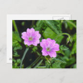 Roze Geraniums Briefkaart (Voorkant / Achterkant)