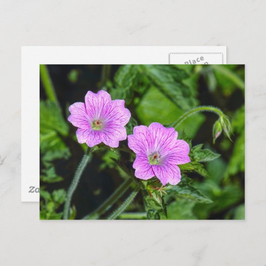 Roze Geraniums Briefkaart (Voorkant / Achterkant)
