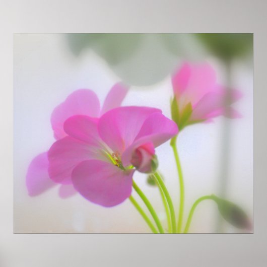 Roze Geraniums Poster (Voorkant)